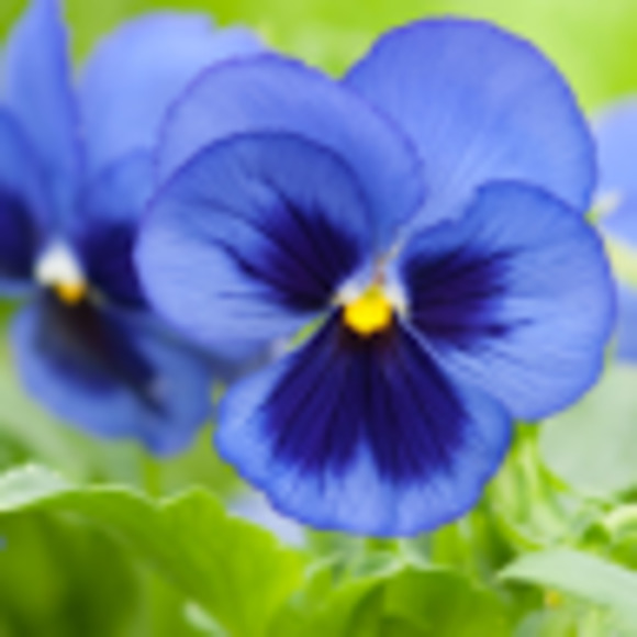 Meet your Posher, Marjorie - Picture 1 of 1